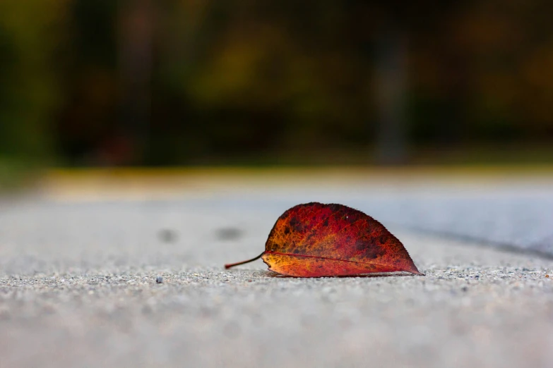a leaf that has fallen on a sidewalk