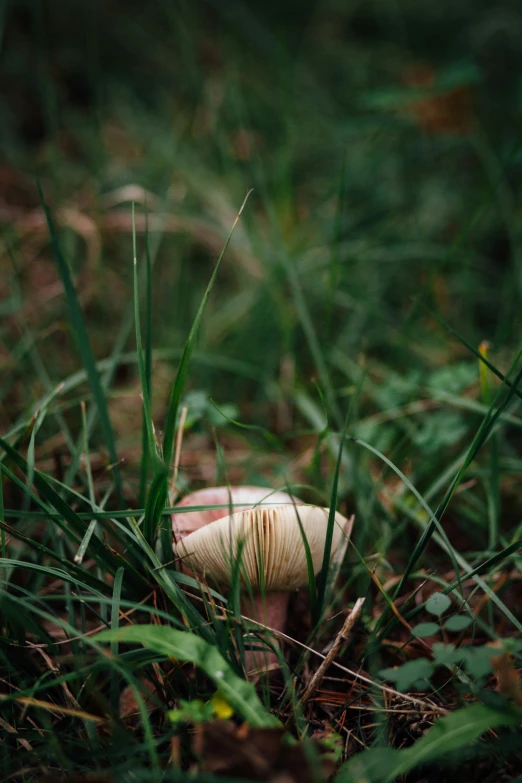 a small mushroom on the ground of a grassy field