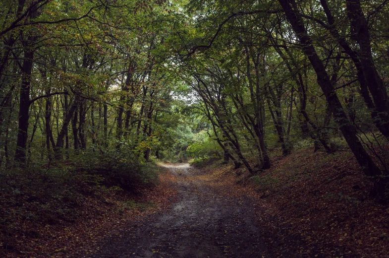 an image of a road in the forest with trees