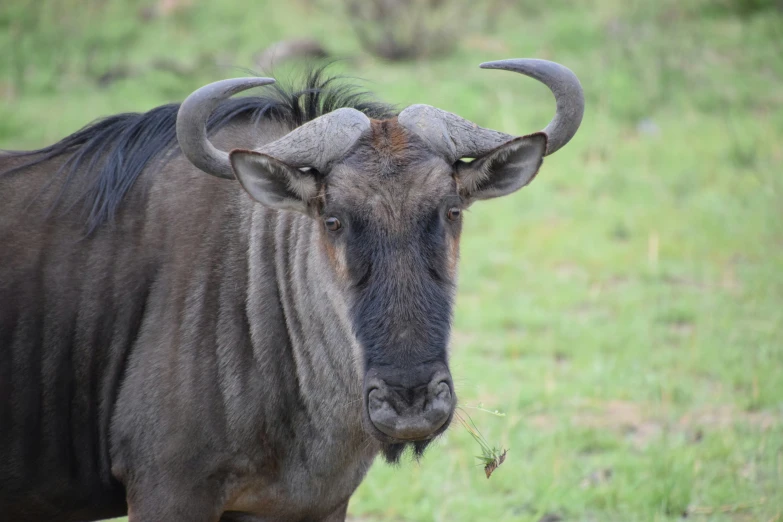 the head of an ox in grassy field looking at camera