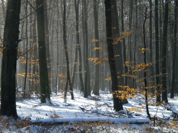 sunlight shining through the woods on a snowy surface