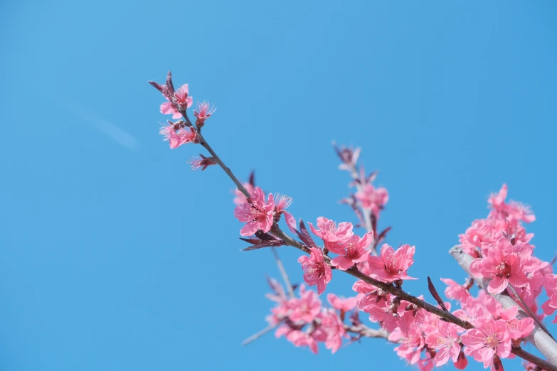 pink flowers with blue sky in background