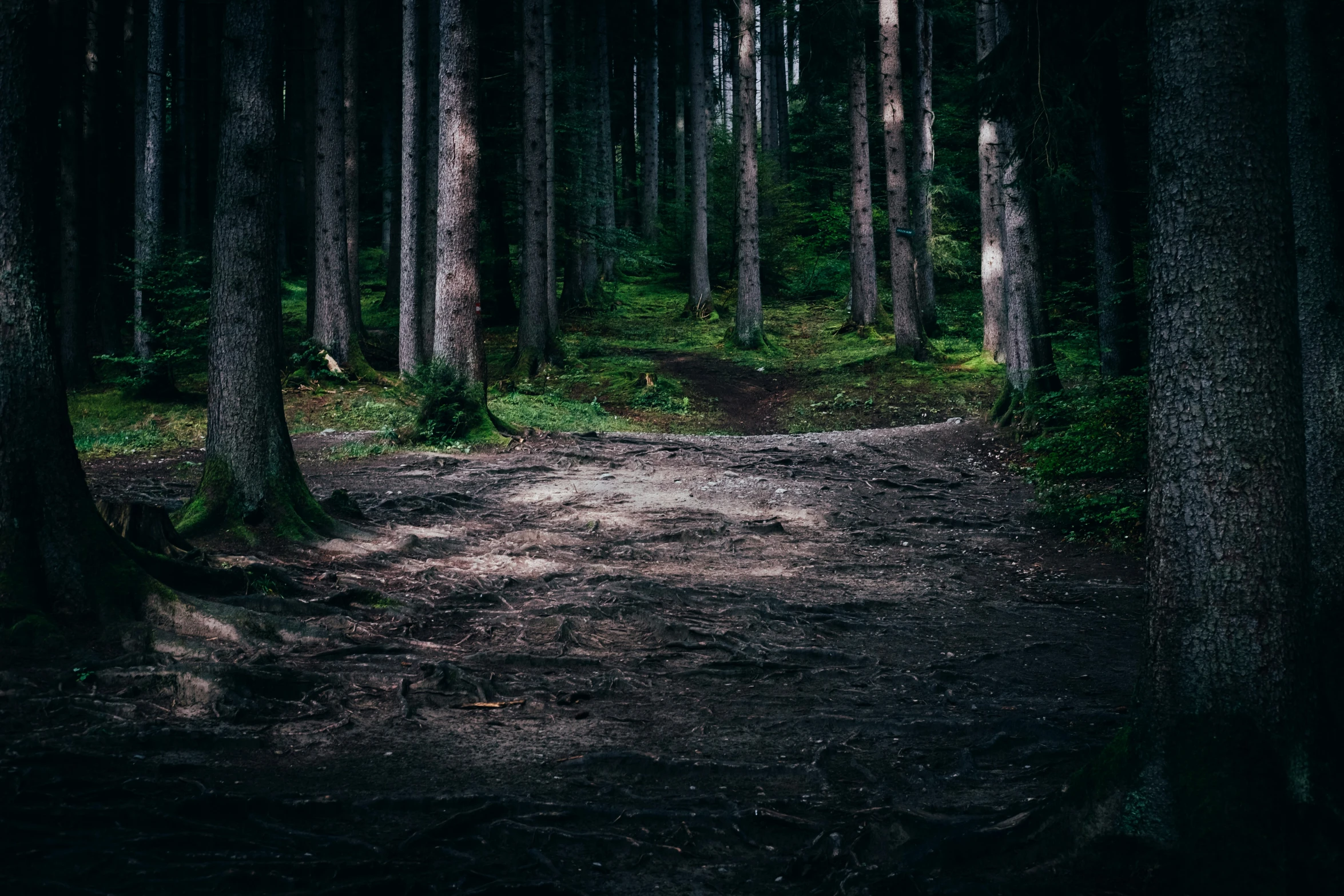 the trail in the woods is almost empty