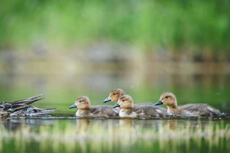 two adults and three ducklings floating on water