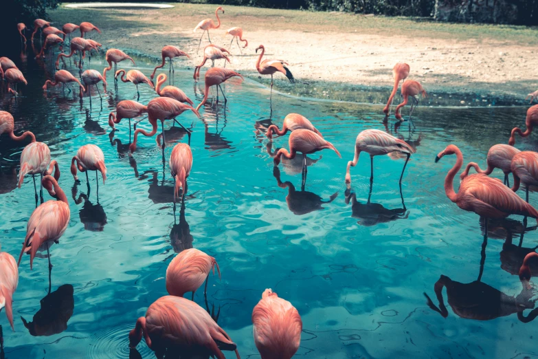 pink flamingos standing and swimming in the water