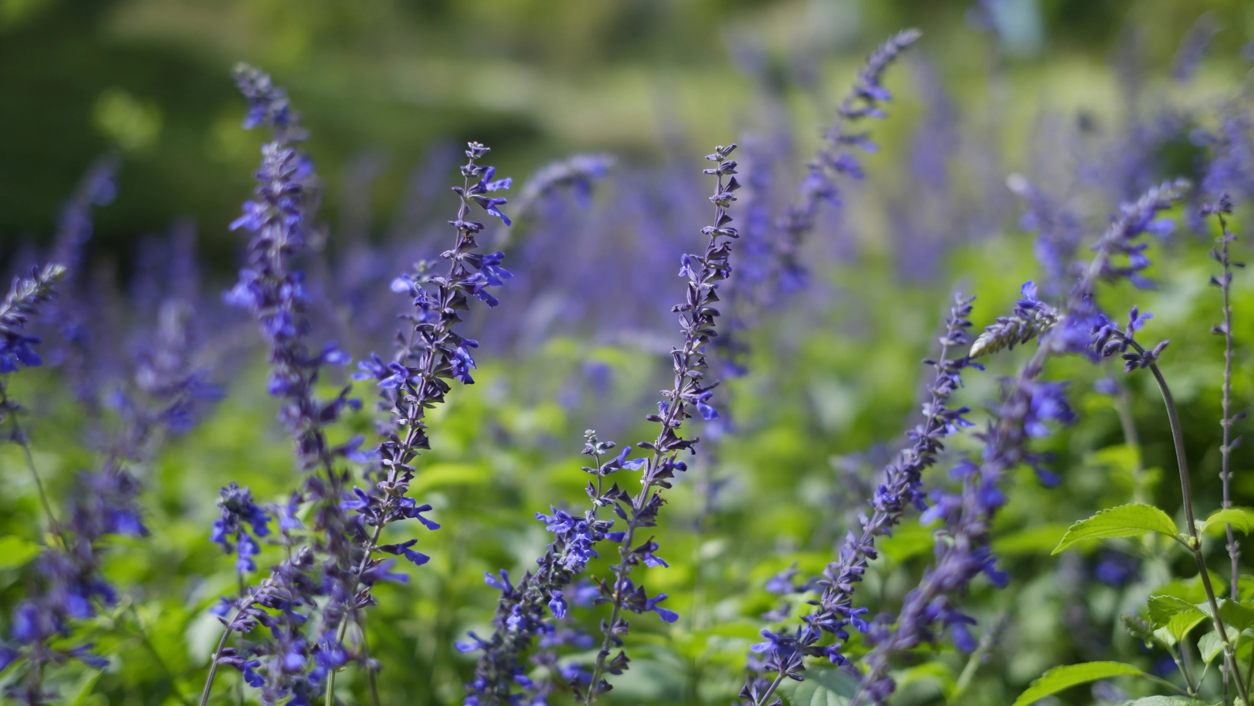 purple flowers in a lush green field