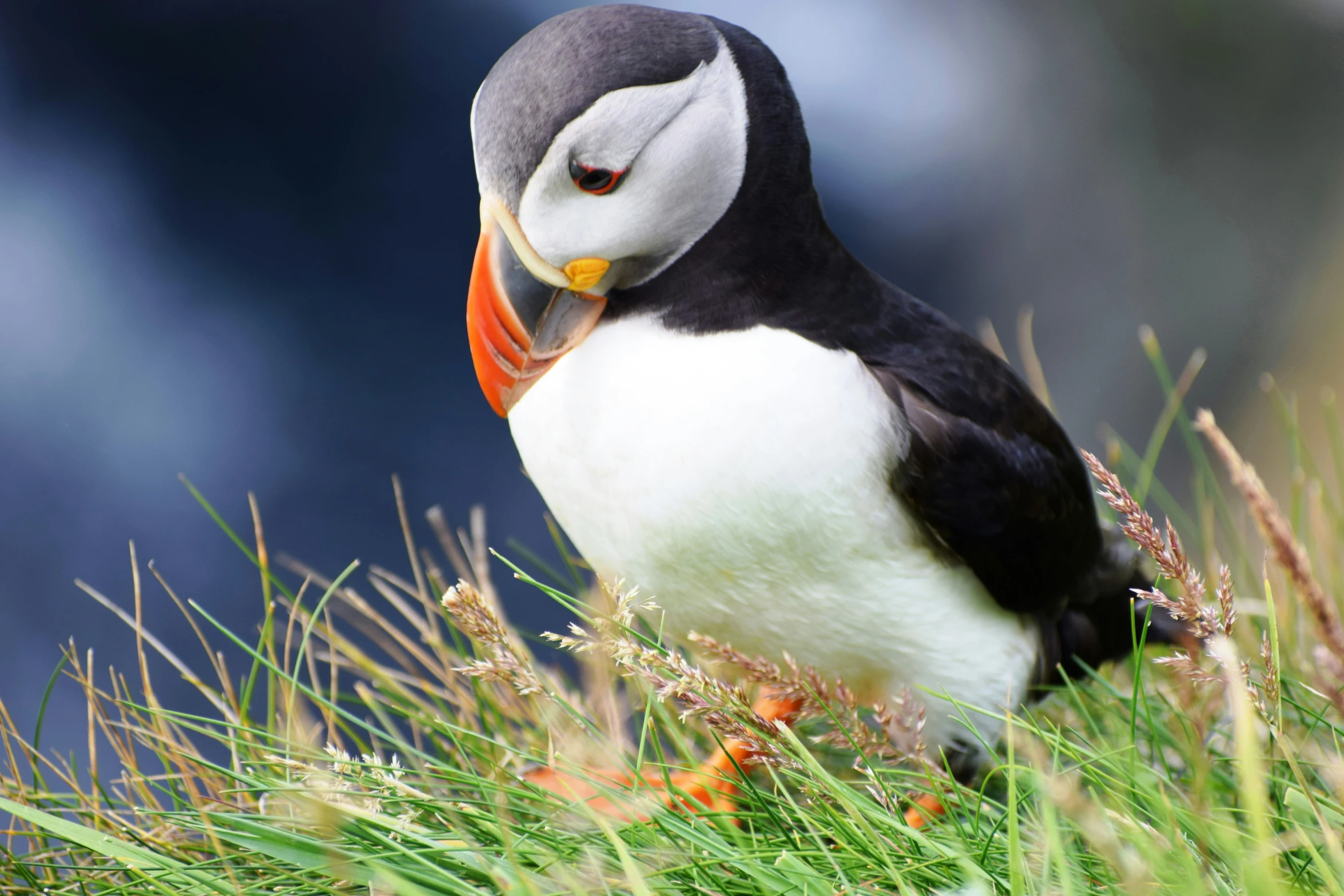 a black white orange and yellow bird sitting on some grass