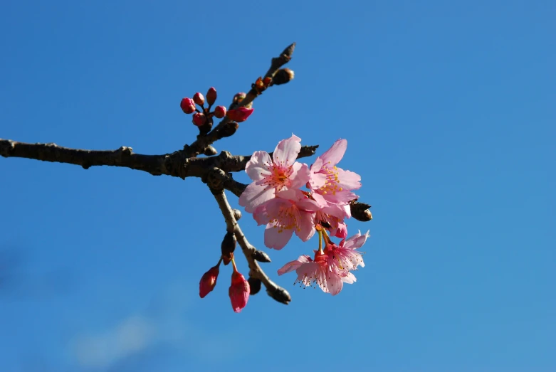 flowering cherry tree nches against the blue sky