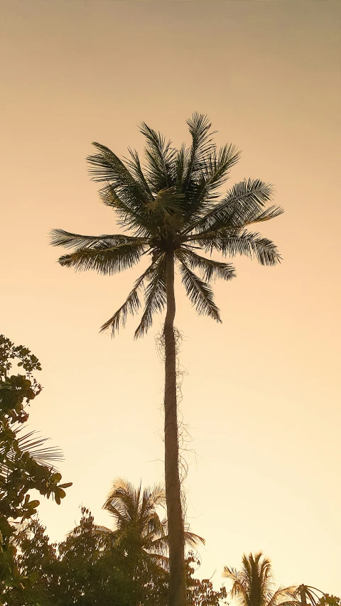 a tree that is standing up with trees in the background