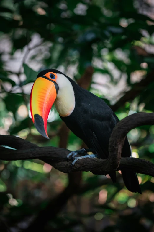 the colorful bird is perched on the limb of the tree