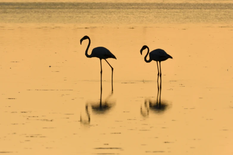 two black birds standing in a yellow lake