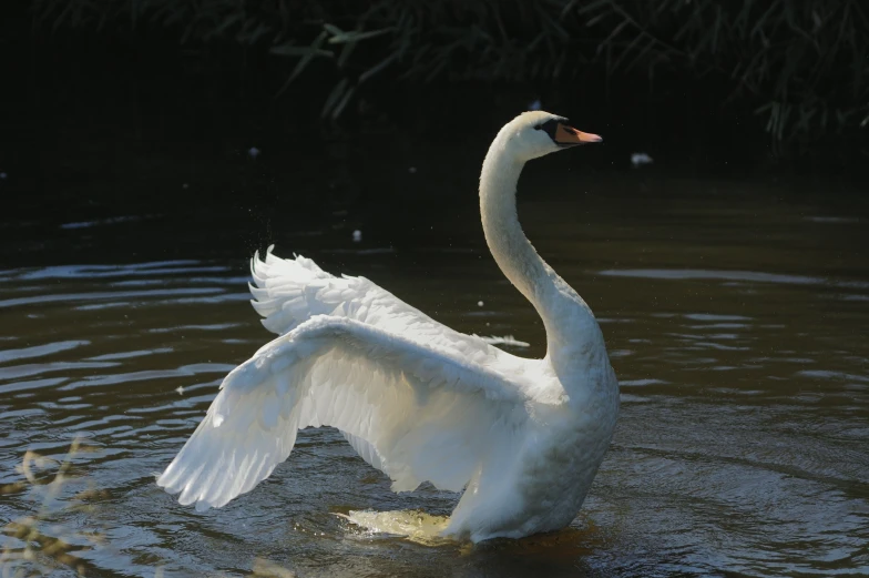 an swan is flapping its wings in the water