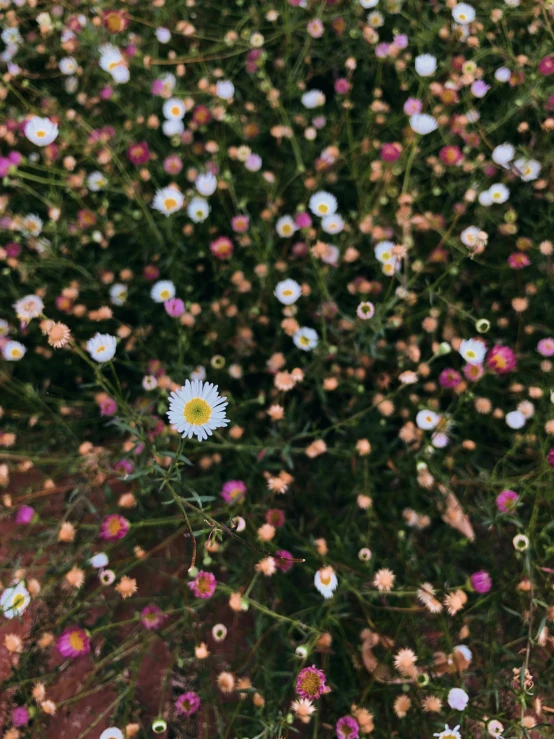 a field of wildflowers has yellow and white petals