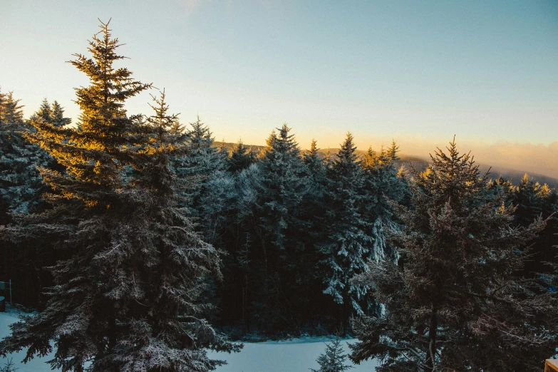 a snow covered forest in the winter sun