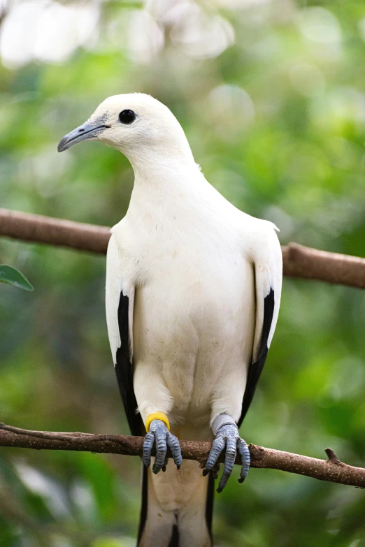 a white and black bird on a thin nch