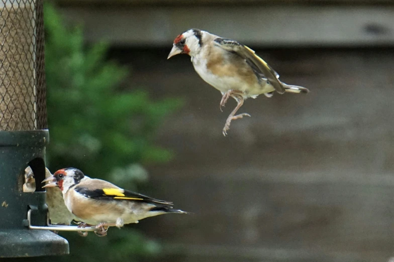 two birds sitting on a bird feeder together