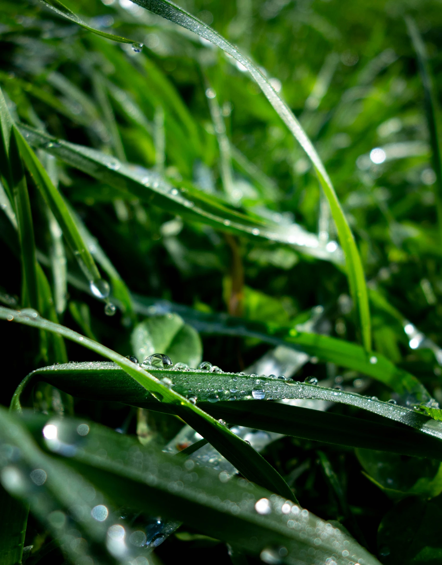 drops of water on the blades of green grass