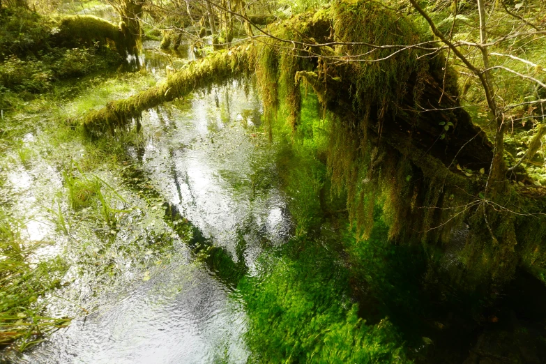 an image of a body of water with plants growing in it