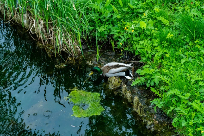 a bird is swimming near some plants and water