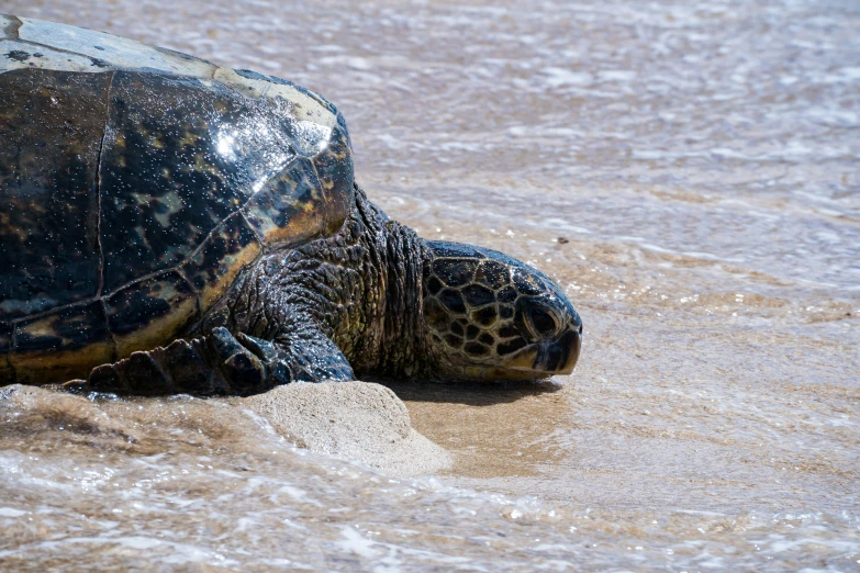 a large turtle that is laying on the beach