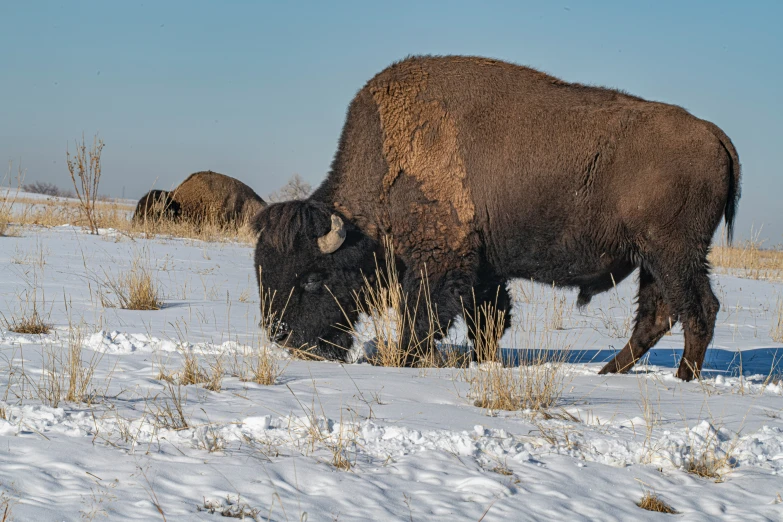 a bison eating in the snow near some tall grass