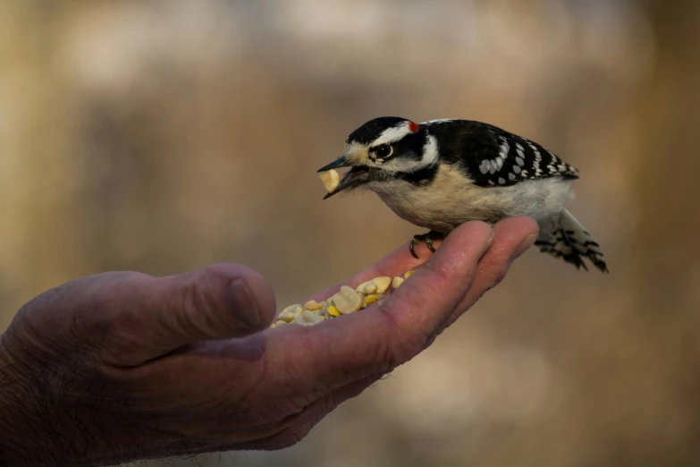 small bird with mouth open eating corn off someone's hand