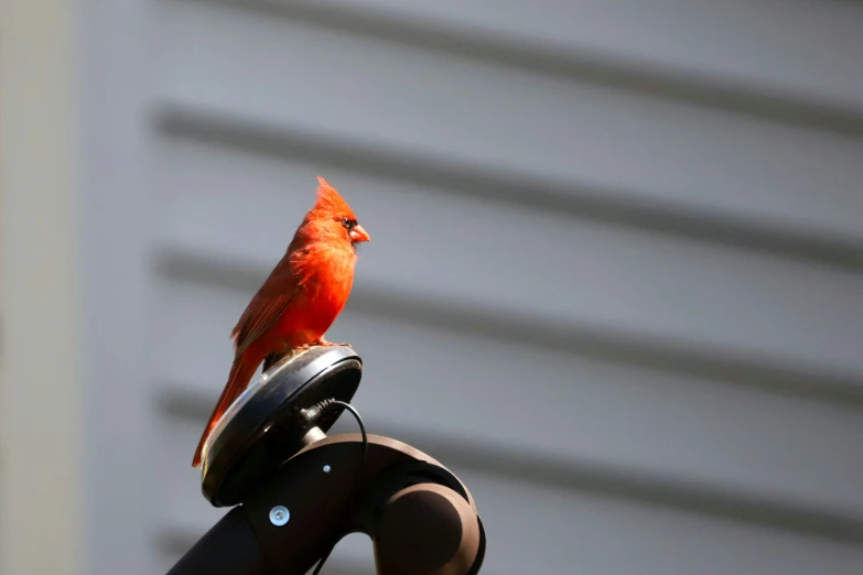 a small orange bird perched on top of a metal pole