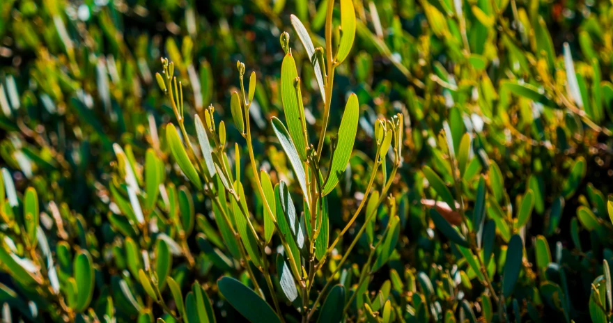 a small plant with bright green leaves