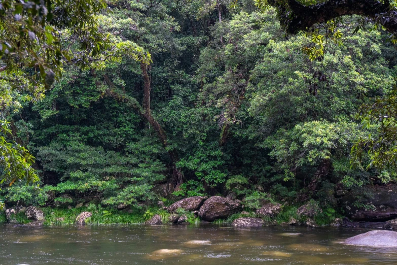 a tree with lots of green plants next to a river