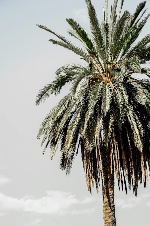 palm tree with green leaves and no leaves against the sky