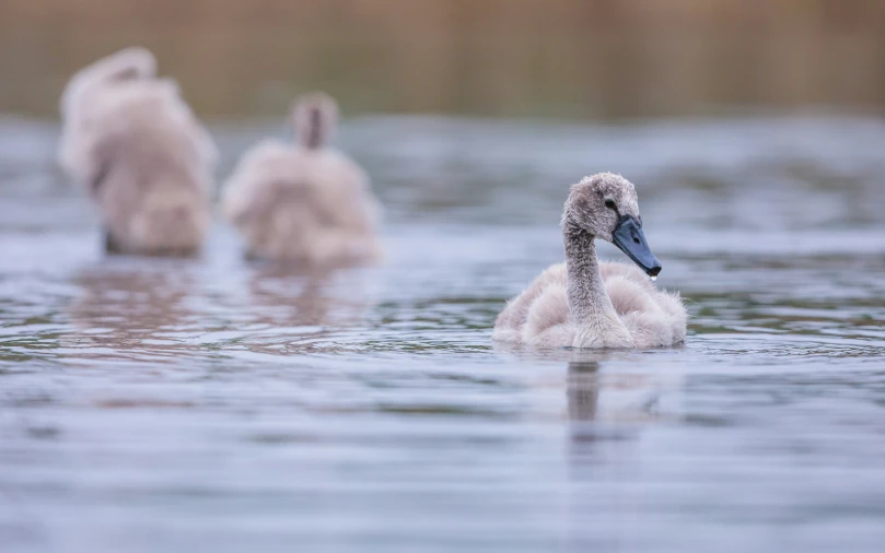 three small white geese swimming in water next to each other