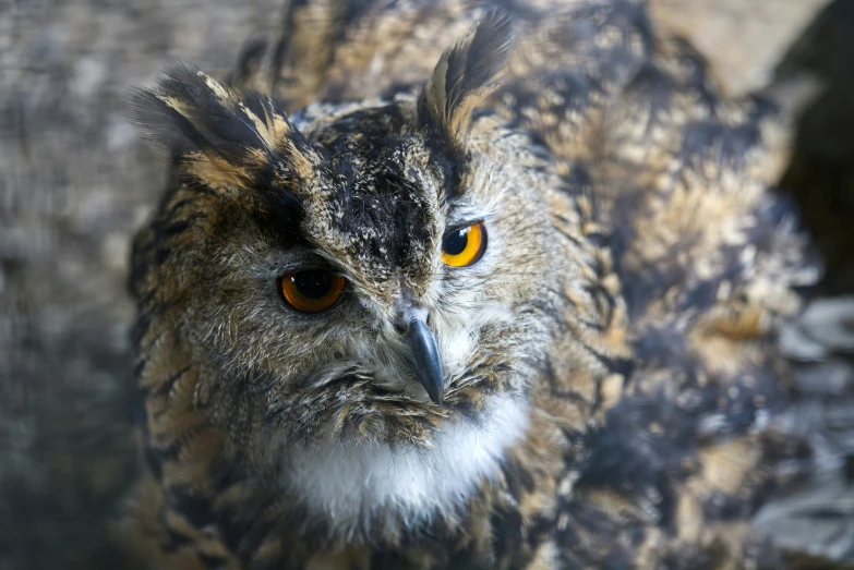 an owl staring straight ahead with yellow eyes