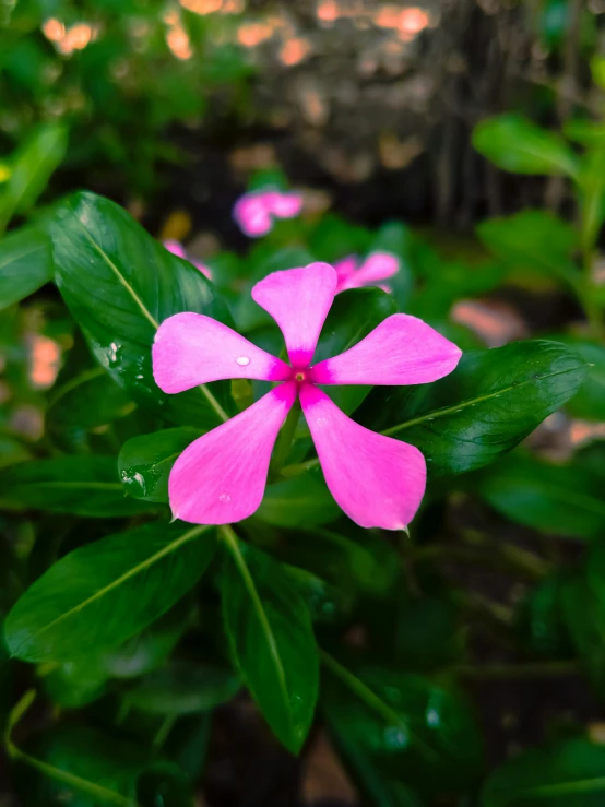 a pink flower is next to some greenery