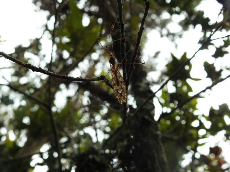 there is an insect hanging from the tree nch