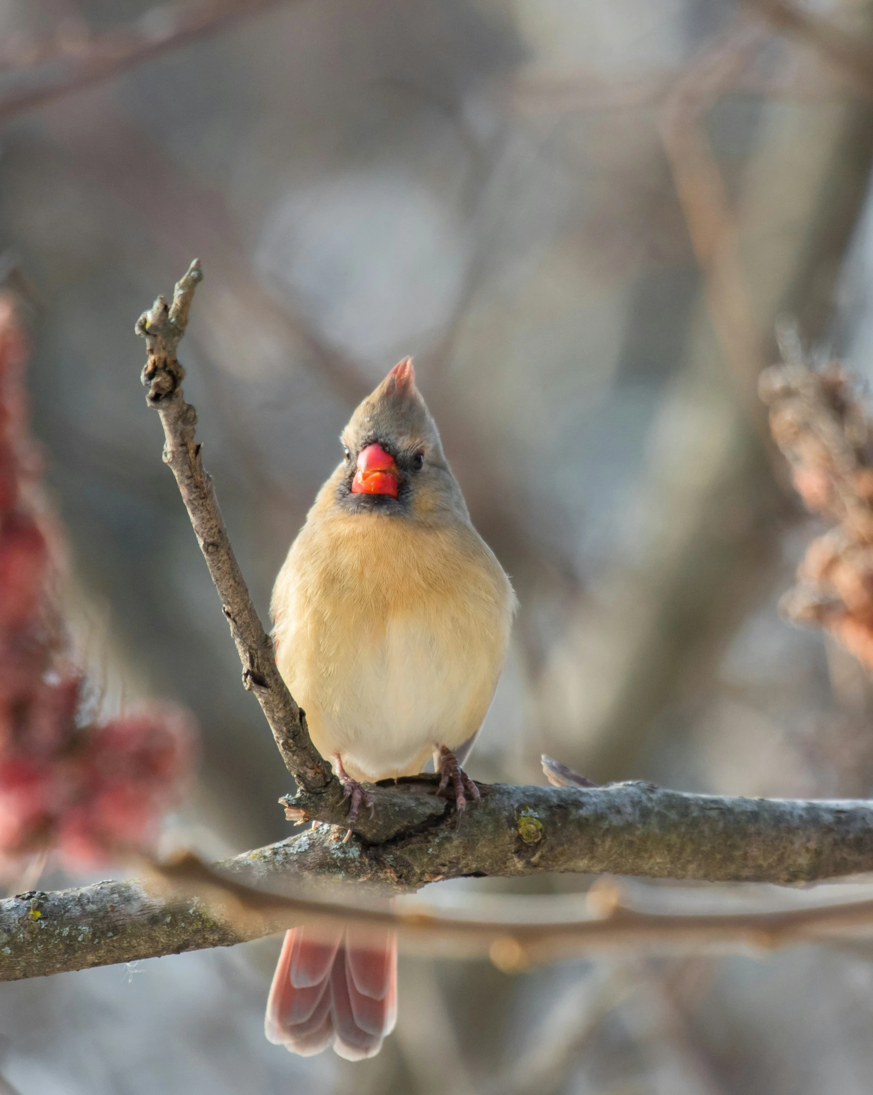 a small bird sits on top of a tree limb