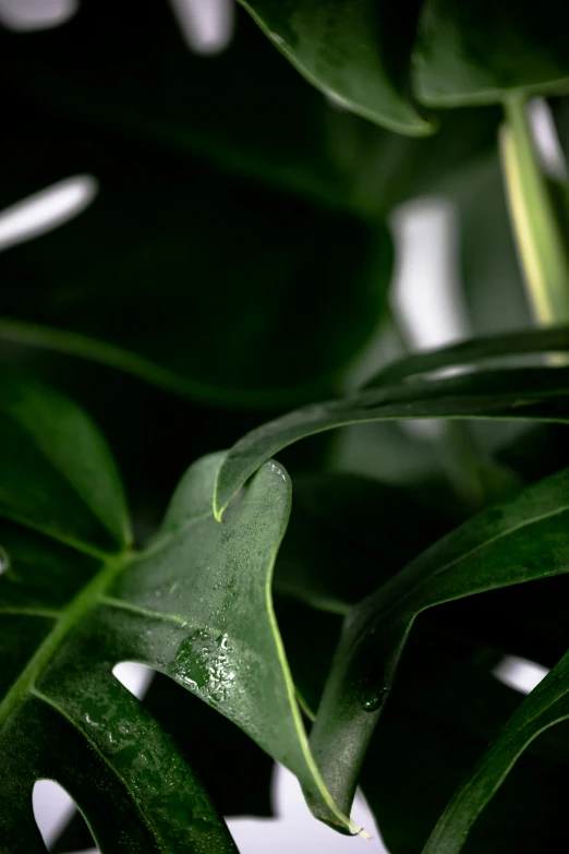 a green plant with leafy leaves with some water droplets on the stems