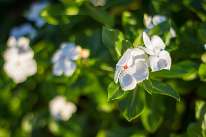 small white flowers with green leaves in the back ground