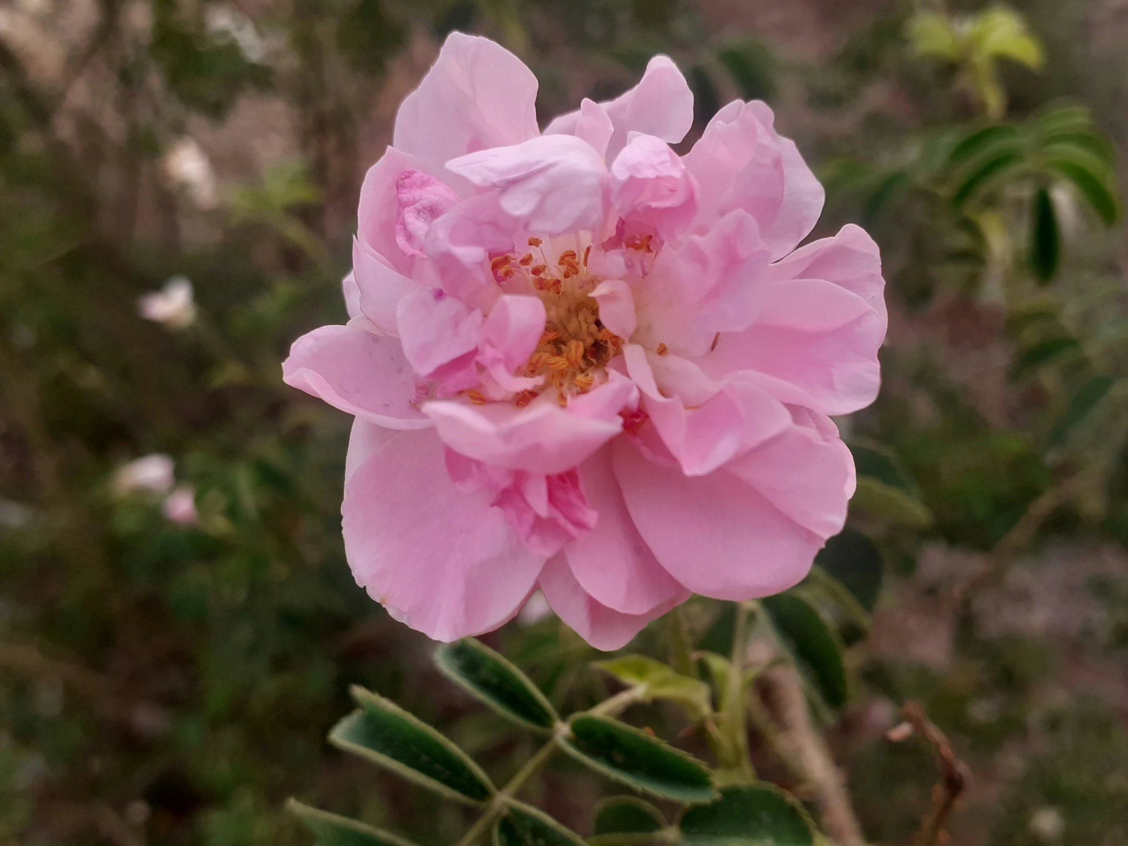 a pink flower in full bloom on the nch