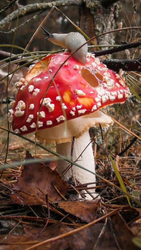 a mushroom in the woods with white and red flowers