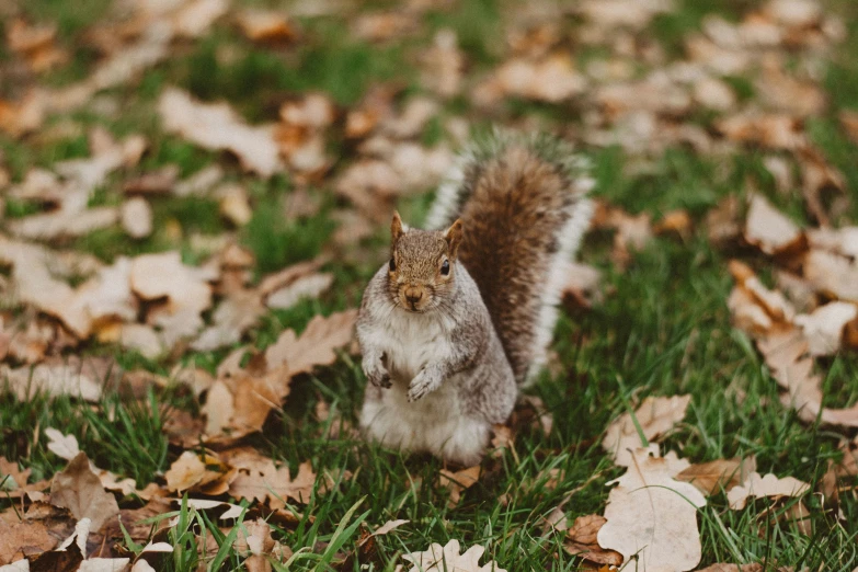 a squirrel sitting in the middle of the leaves