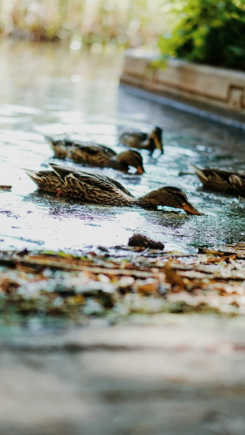 many ducks stand in a small pool of water