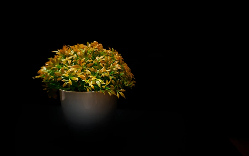 a bush in a white pot on a black background