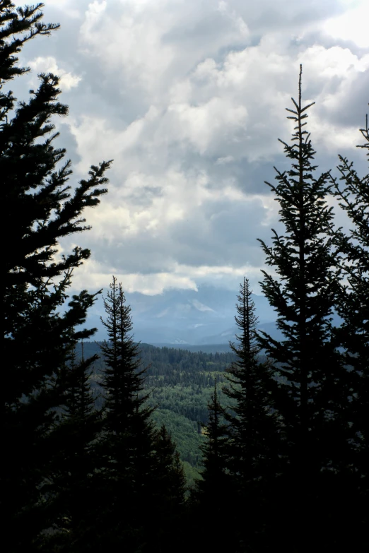 pine trees and clouds are silhouetted against the blue sky