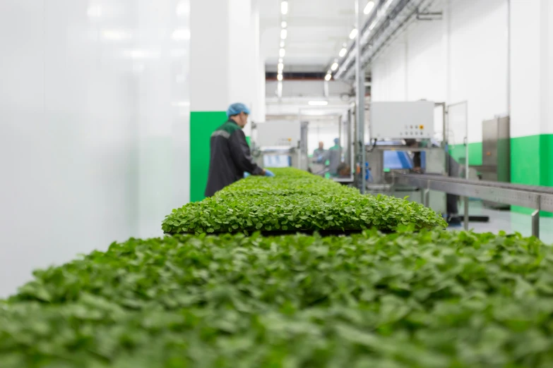 a man in a factory checking out green plants