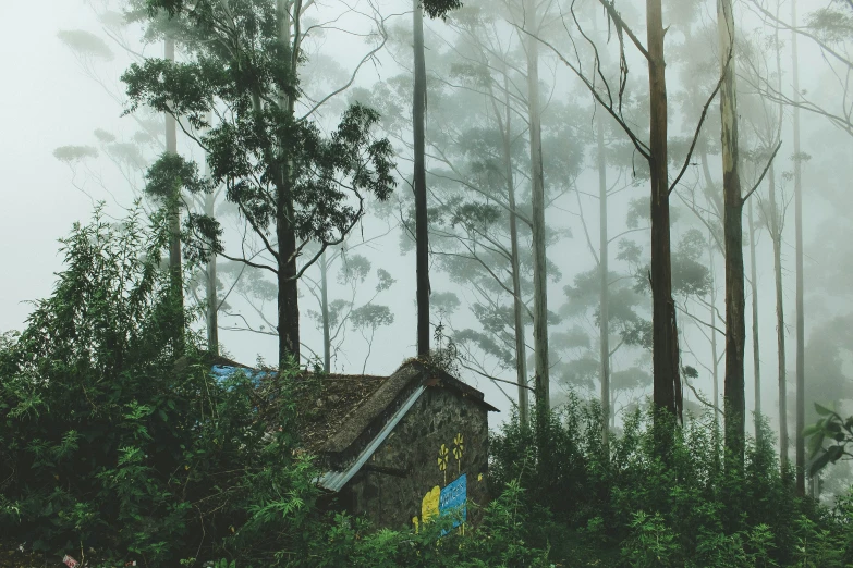 the house is in the middle of the forest