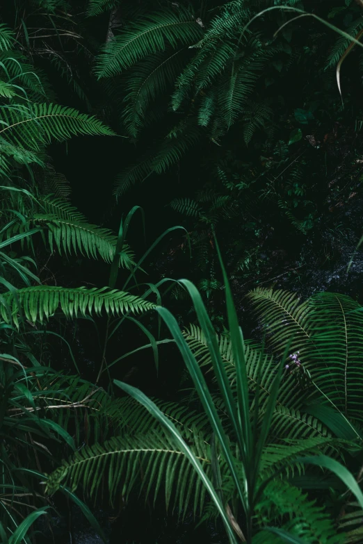 a large amount of greenery that is growing out of the ground