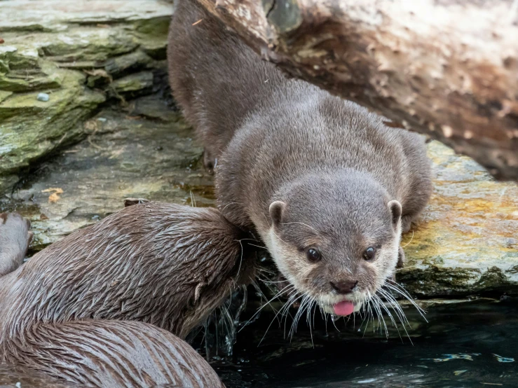 a couple of otters are swimming in the water