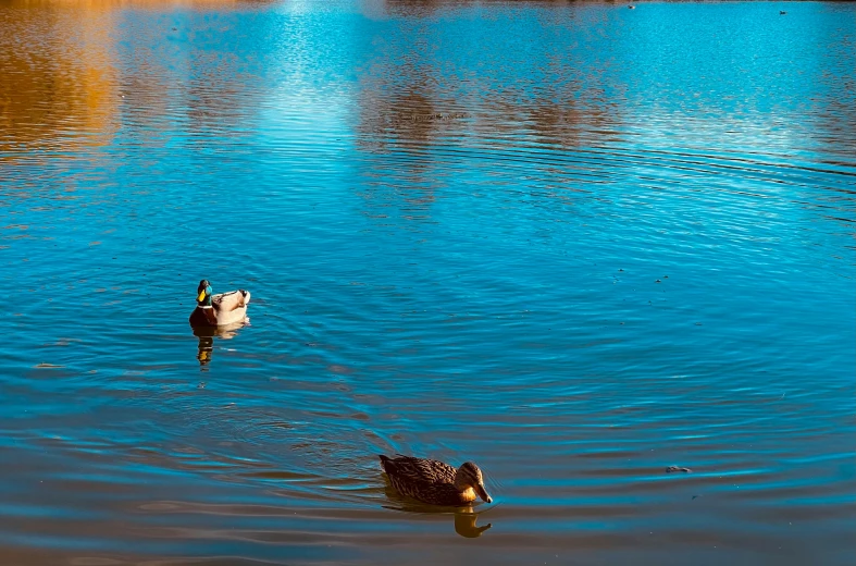 two geese in a lake surrounded by woods
