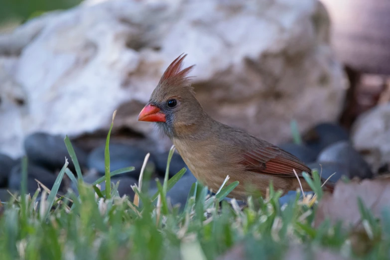 a red and black bird with a red beak and red eyes sitting on a grass covered ground