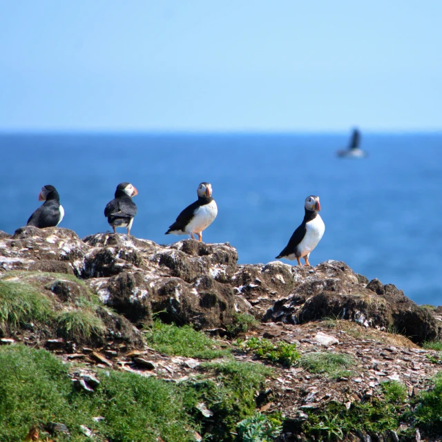 five seagulls sitting on rocks looking out into the ocean